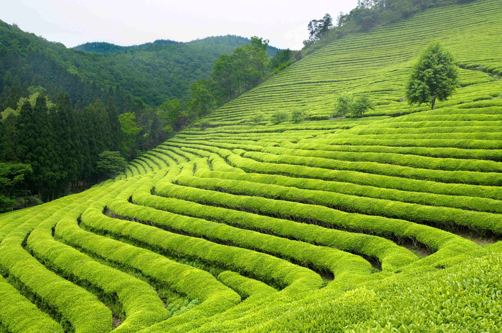 Munnar